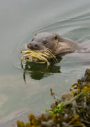 Otter with Crab