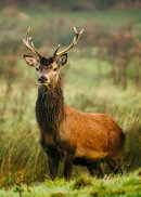 Red Deer Stag