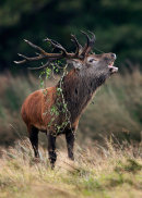 Roaring Stag