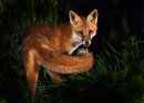 Fox at night