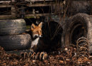 Urban Fox