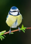 Blue Tit
