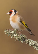 Goldfinch