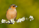 Chaffinch
