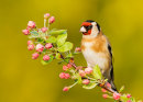 Goldfinch