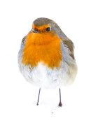Robin