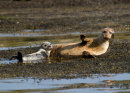 Harbour seals