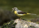 Grey Wagtail