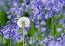 Dandelion and Blubells