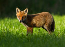 Fox cub