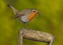 Robin