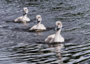 Cygnets