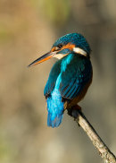 Kingfisher