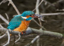 Kingfisher with shrimp.