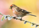 Redpoll