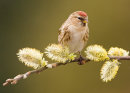 Redpoll on Willow