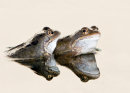 Frogs