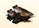 Leapfrog