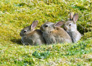 Rabbits
