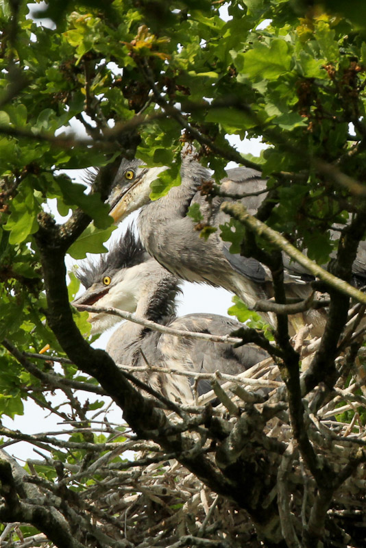 Young Herons