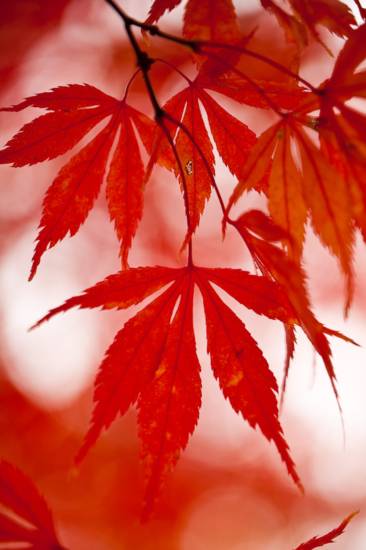 Autumn Acer