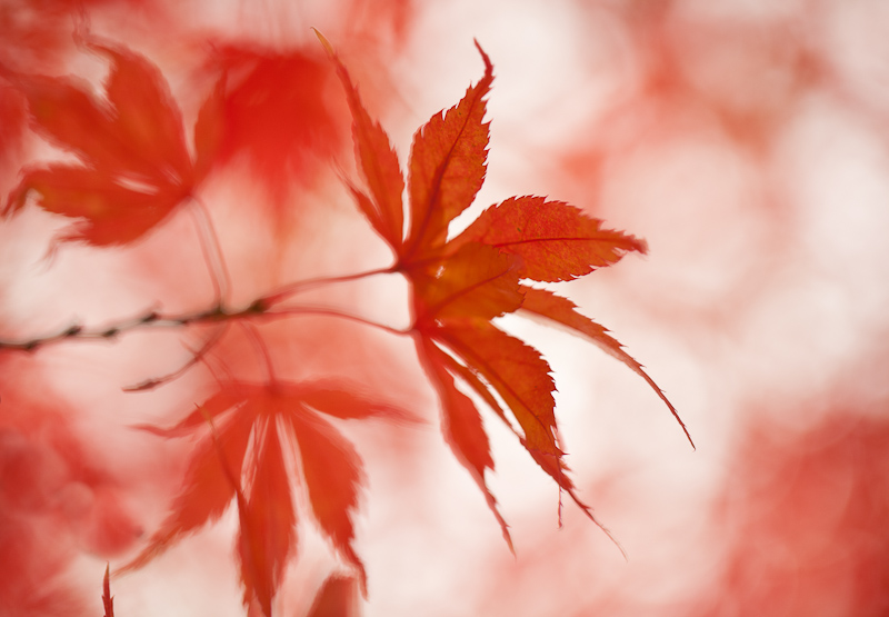 Autumn Acer