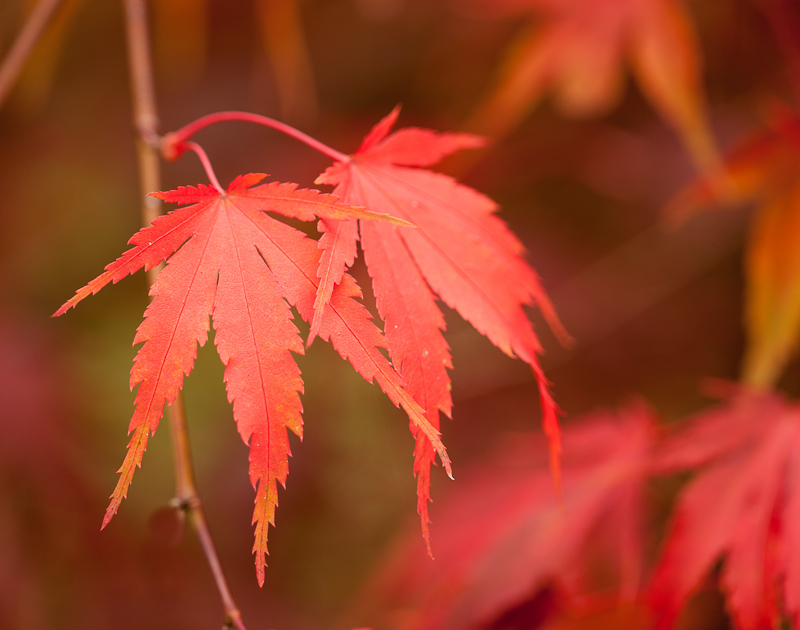 Autumn acer