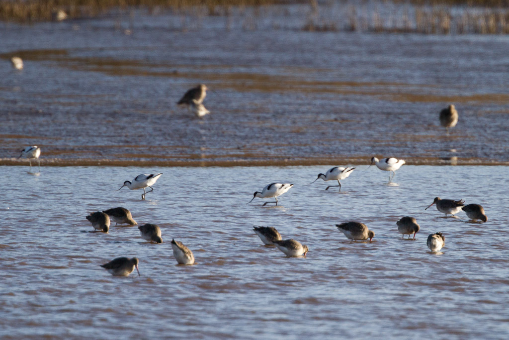 Avocets
