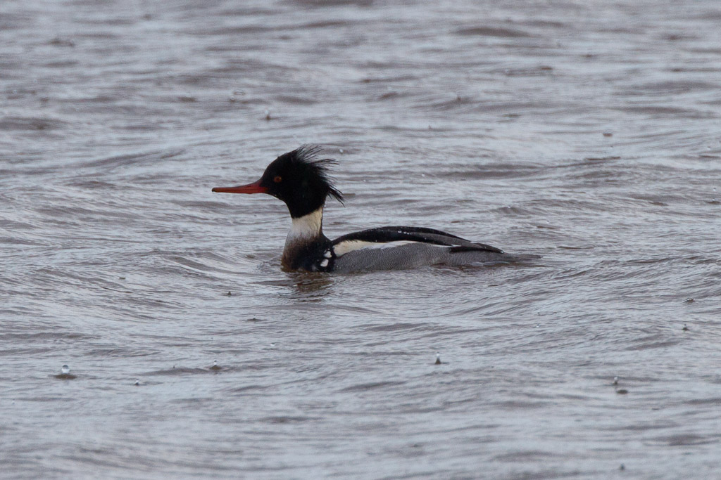 Red Breasted Merganser