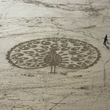 Peacock Sand Drawing, Barafundle Bay