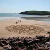 Sunflower at Freshwater East