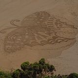 Butterfly at Barafundle