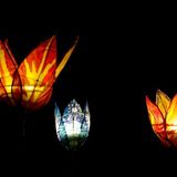 PAINTED SILK ILLUMINATED TULIPS