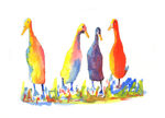 watercolour Four Runner Ducks