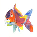 watercolour Coi Carp