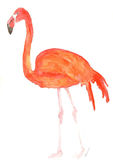 watercolour Flamingo
