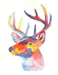 watercolour Stag