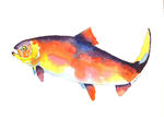watercolour rainbow Trout