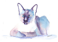 watercolour Siamese