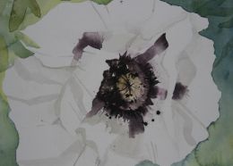 BS White Poppy