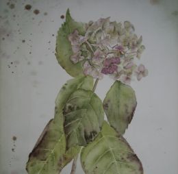 B Hydrangea Autumnal