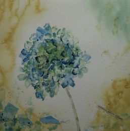 B Hydrangea Down Under