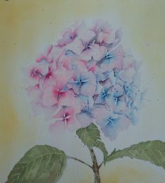 B Pink Hydrangea