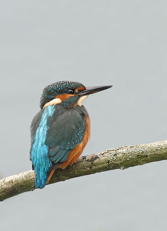 Kingfisher