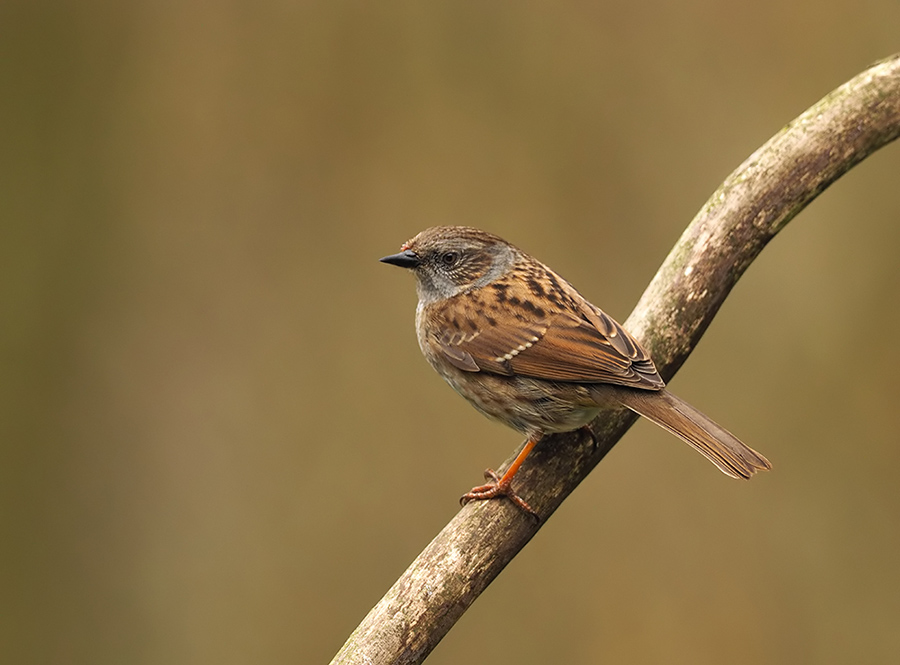 Dunnock