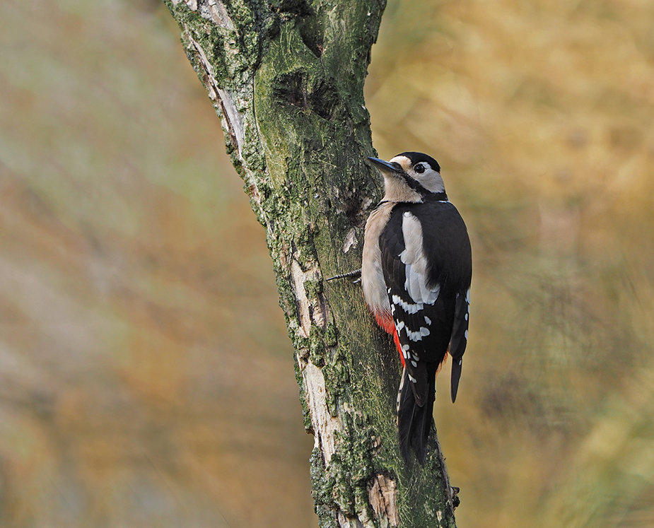Great spotted woodpecker