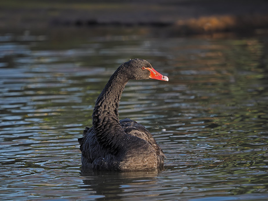 Black Swan. Cygnus atratus
