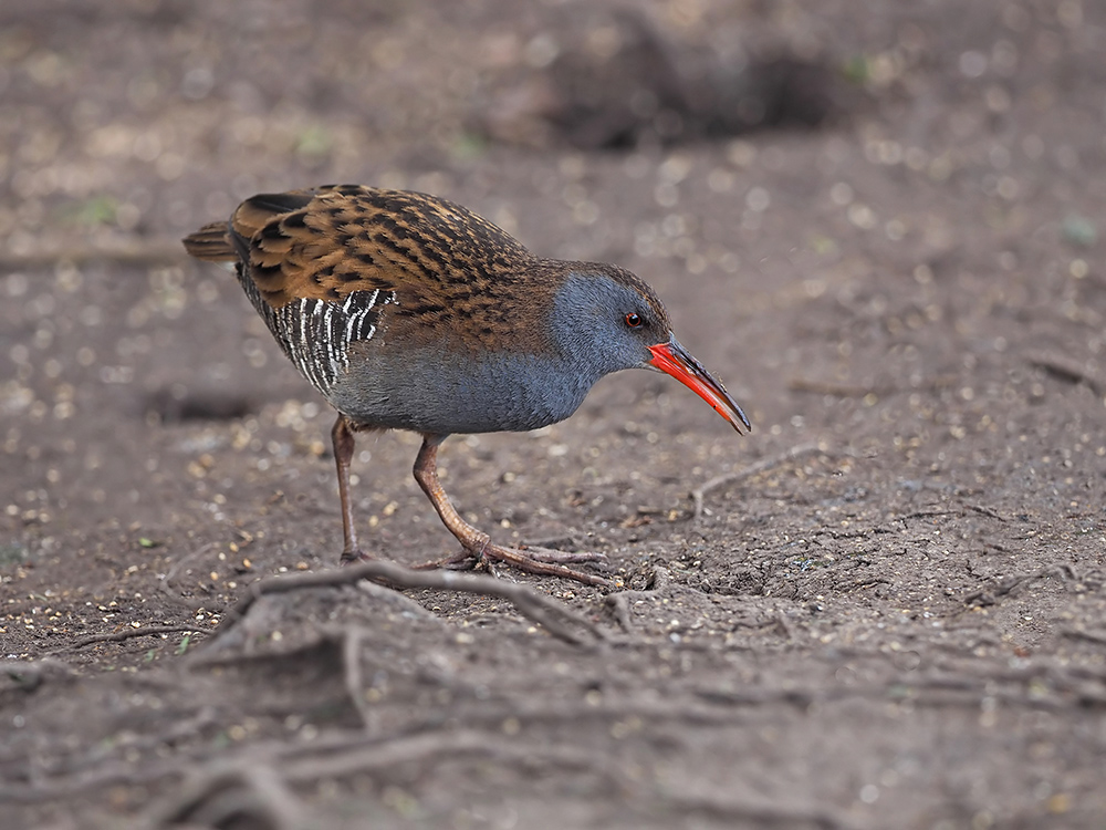 Water Rail
