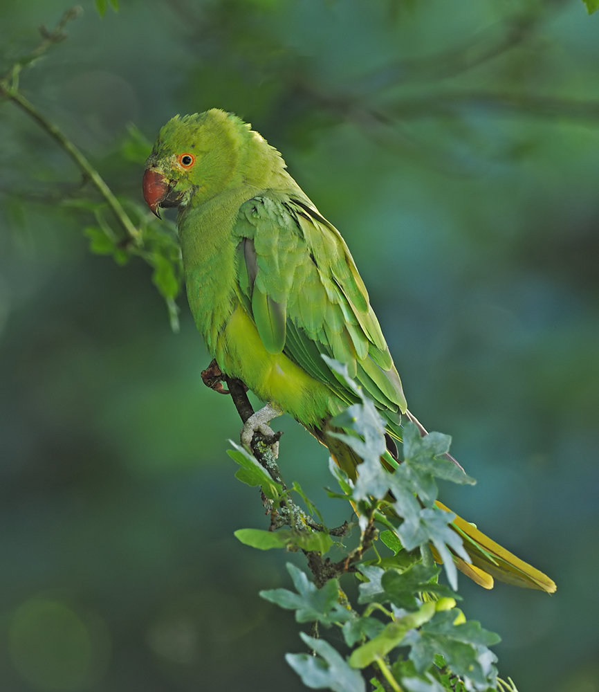 Parakeet