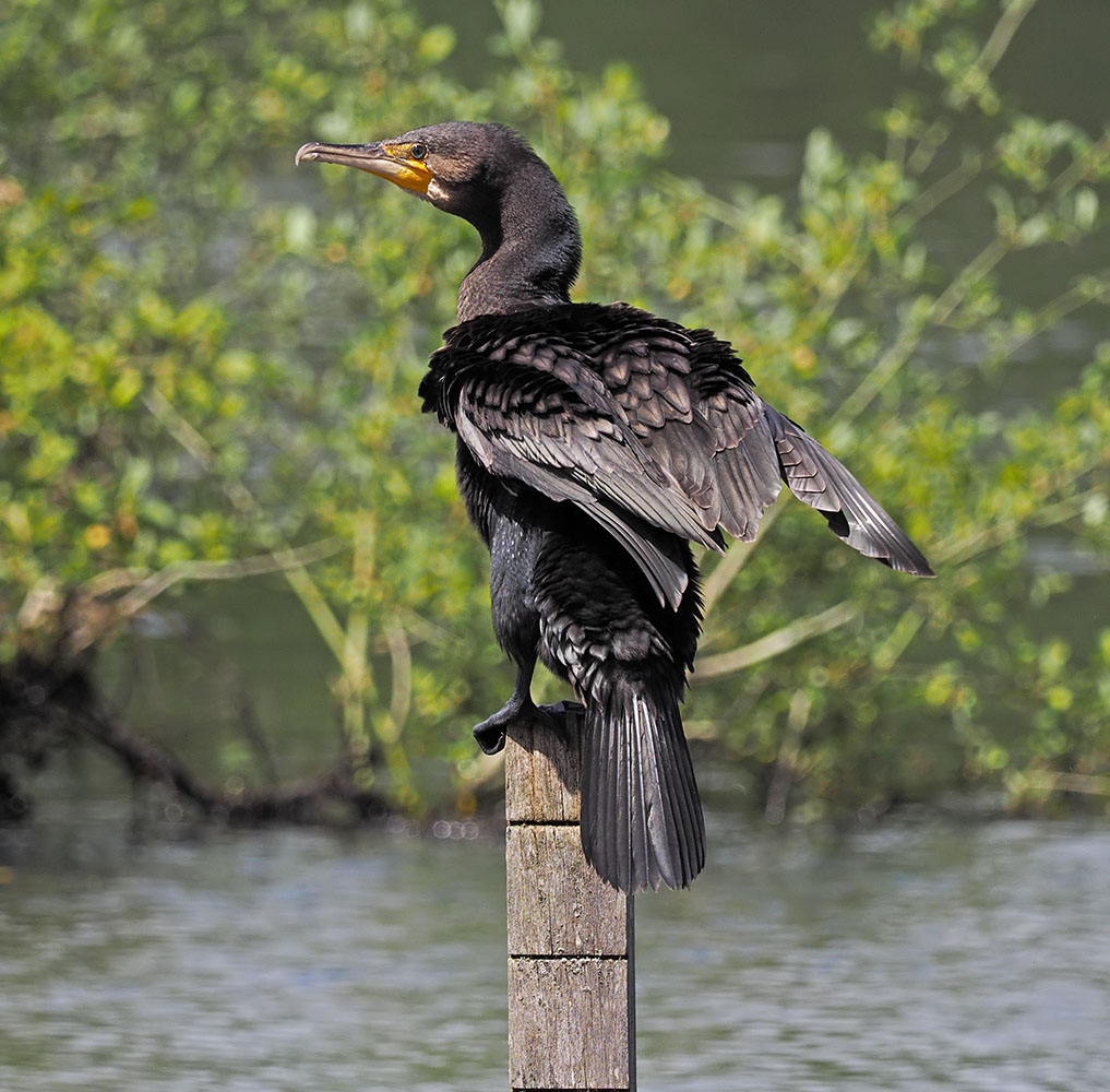 Cormorant